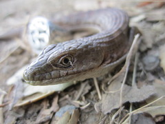 Elgaria multicarinata multicarinata