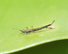 Idolothrips