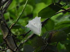 Bauhinia variegata candida