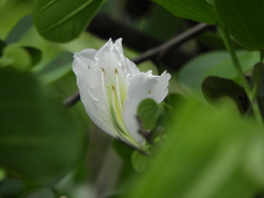 Bauhinia variegata candida