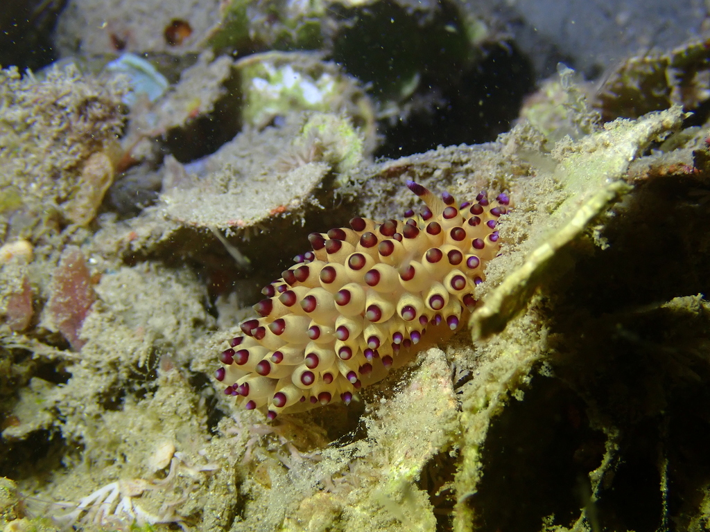 Harlequin Flame