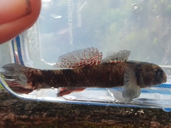 Gobiomorphus huttoni