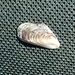 Hawaiian Mussel - Photo (c) belyykit, some rights reserved (CC BY-NC), uploaded by belyykit