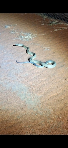 Mulga Snake sighting