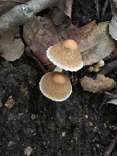 iNaturalist observation photo of Brittlestems