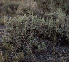 Artemisia arbuscula