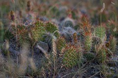 Opuntia polyacantha polyacantha