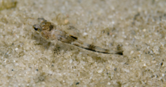 Platycephalidae