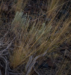 Pseudoroegneria spicata