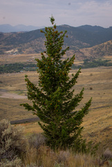 Pseudotsuga menziesii glauca