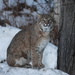 Lynx rufus rufus - Photo (c) David Govatski, μερικά δικαιώματα διατηρούνται (CC BY-NC)