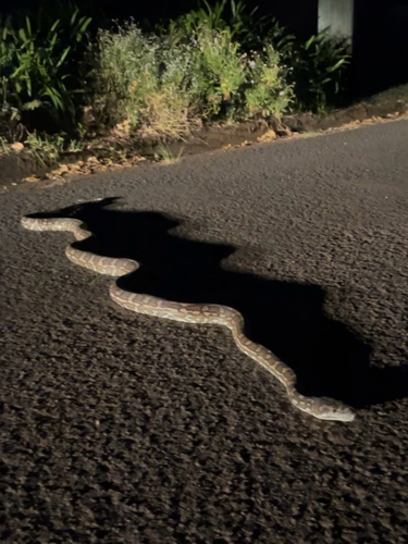 Coastal Carpet Python sighting