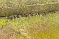 Thamnophis pulchrilatus
