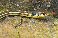 Thamnophis pulchrilatus