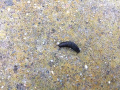 Gastropoda