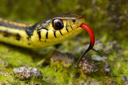 Yellow-throated Garter Snake
