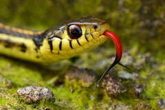 Thamnophis pulchrilatus