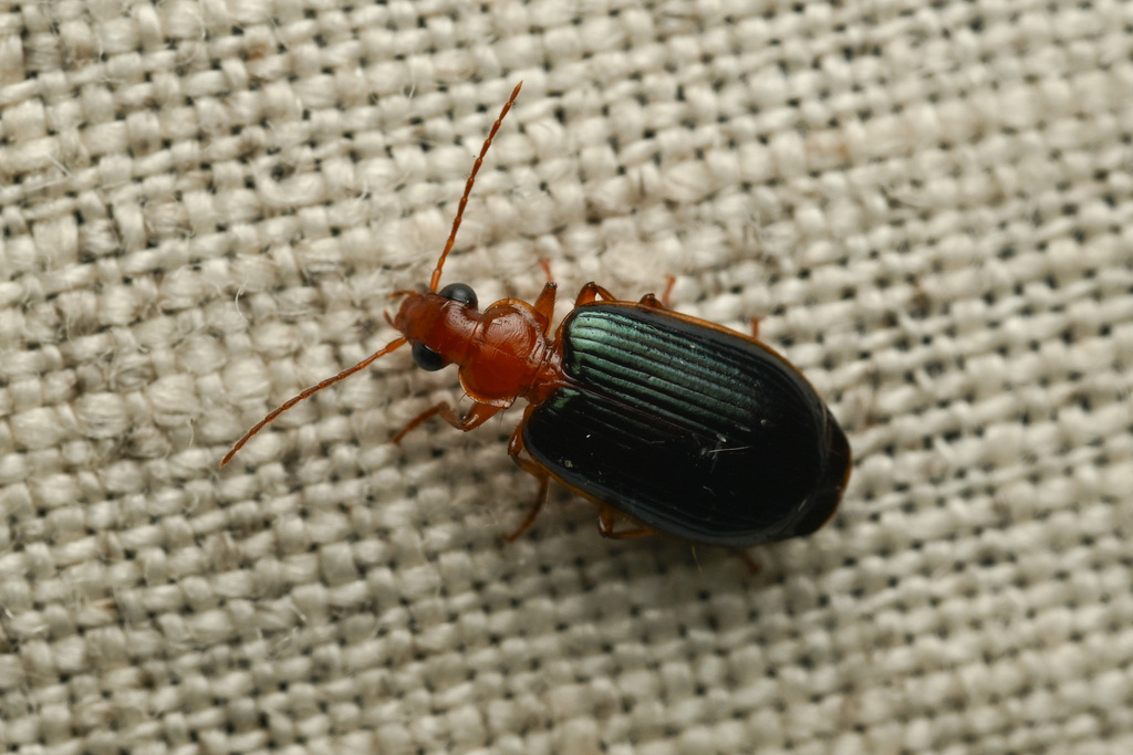 Lebia tuckeri