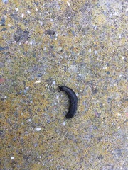 Gastropoda