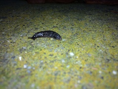 Gastropoda
