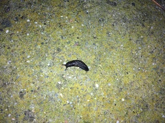 Gastropoda