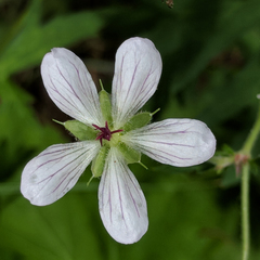 Geranium californicum