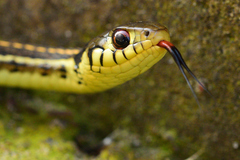 Thamnophis pulchrilatus