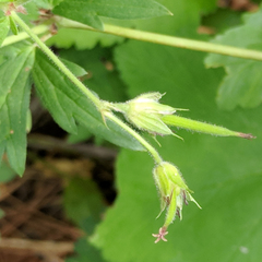 Geranium californicum