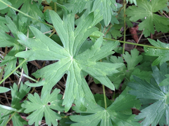 Geranium californicum