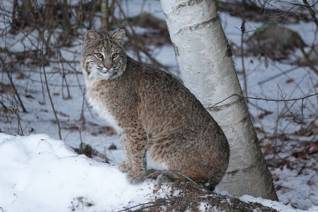 Lynx rufus rufus (Especies y subespecies (Global)) · iNaturalist