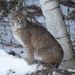 Eastern Bobcat - Photo (c) David Govatski, some rights reserved (CC BY-NC), uploaded by David Govatski