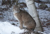 Eastern Bobcat - Photo (c) David Govatski, some rights reserved (CC BY-NC), uploaded by David Govatski