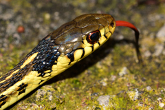 Thamnophis pulchrilatus