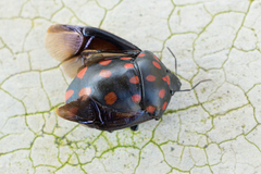Pachycoris