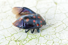Pachycoris