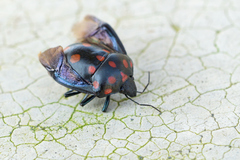 Pachycoris