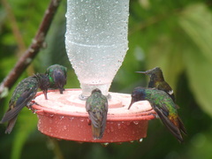 Chrysuronia oenone