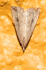 Hypenodinae