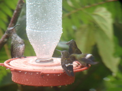 Heliodoxa leadbeateri