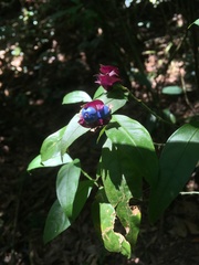 Palicourea ostreophora