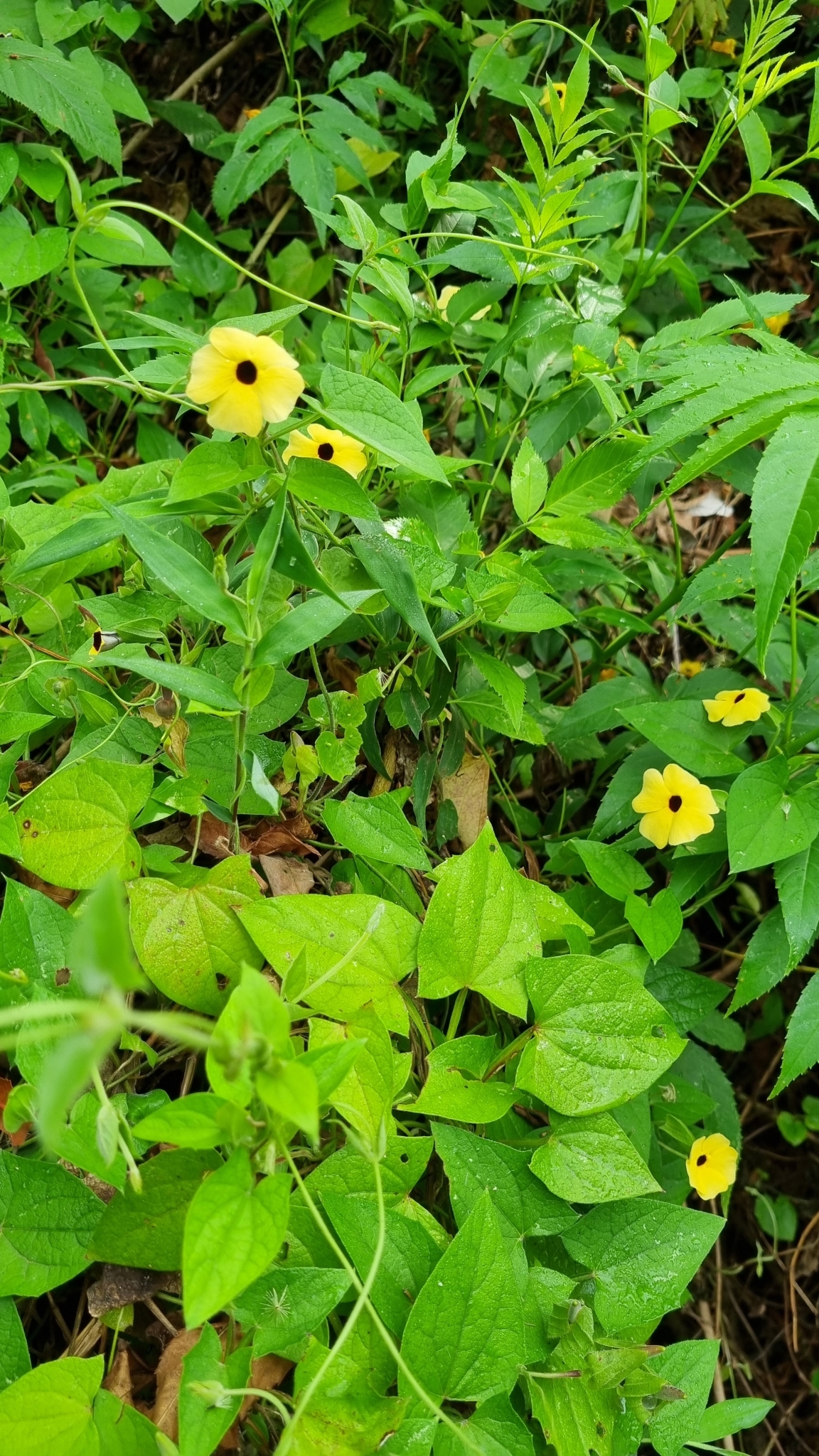 Thunbergia alata