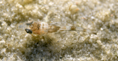 Platycephalidae