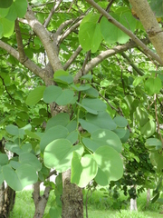 Bauhinia variegata candida
