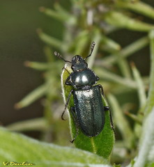 Platycerus caraboides
