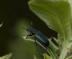 Platycerus caraboides