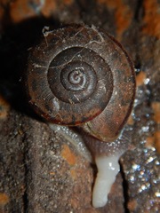 Helminthoglypta petricola