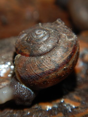 Helminthoglypta petricola
