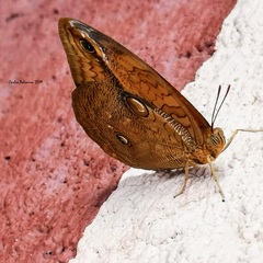Opsiphanes boisduvallii