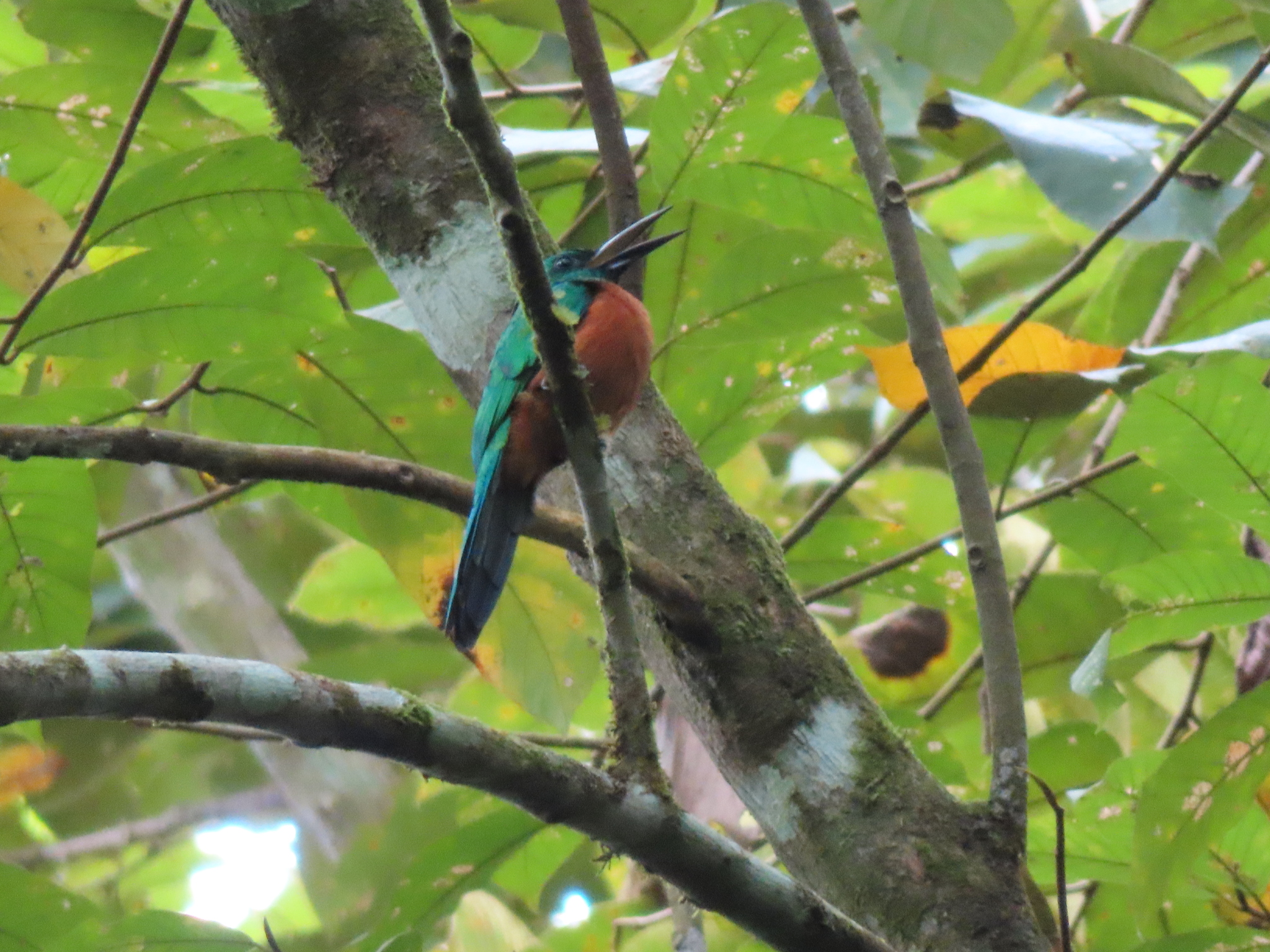 Great Jacamar (Jacamerops aureus), photo 5