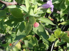 Ruellia californica californica